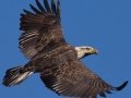 Bald Eagle - Lake Wohlford