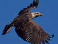 Bald Eagle - Lake Wohlford