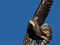 Bald Eagle - Lake Wohlford