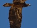 Bald Eagle - Lake Wohlford