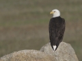 Bald Eagle - Santa Ysabel