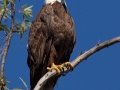 Bald Eagle - Lake Poway