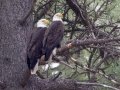 Bald Eagle - Lake Hemit