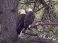 Bald Eagle - Lake Hemit