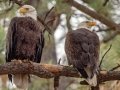 Bald Eagle - Lake Hemit