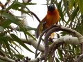 Baltimore Oriole