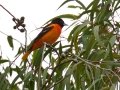 Baltimore Oriole