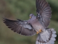 Band-tailed Pigeon