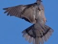 Band-tailed Pigeon