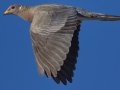 Band-tailed Pigeon