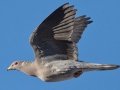 Band-tailed Pigeon