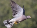 Band-tailed Pigeon