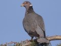 Band-tailed Pigeon