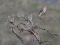 Band-tailed Pigeon