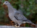 Band-tailed Pigeon