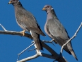 Band-tailed Pigeon