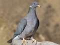 Band-tailed Pigeon - Laguna Mountains - West Meadow Area