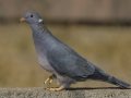 Band-tailed Pigeon