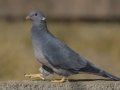 Band-tailed Pigeon