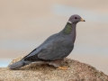 Band-tailed Pigeon