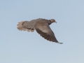 Band-tailed Pigeon