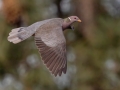 Band-tailed Pigeon