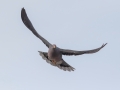 Band-tailed Pigeon