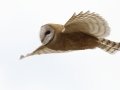 Barn Owl