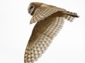 Barn Owl