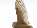 Barn Owl