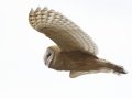 Barn Owl