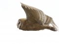 Barn Owl