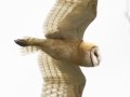 Barn Owl