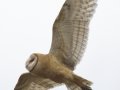 Barn Owl