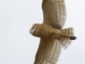 Barn Owl