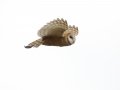 Barn Owl