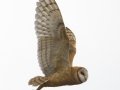 Barn Owl
