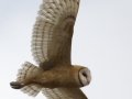 Barn Owl