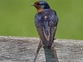 Barn Swallow