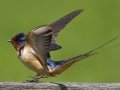 Barn Swallow