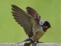 Barn Swallow