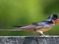 Barn Swallow