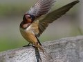 Barn Swallow