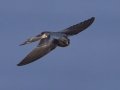 Barn Swallow