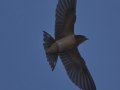 Barn Swallow