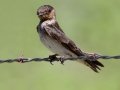 Barn Swallow