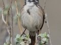 Bell's Sparrow