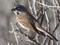 Bell's Sparrow