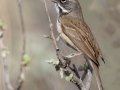 Bell's Sparrow