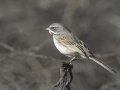 Bell's/Sagebrush Sparrow